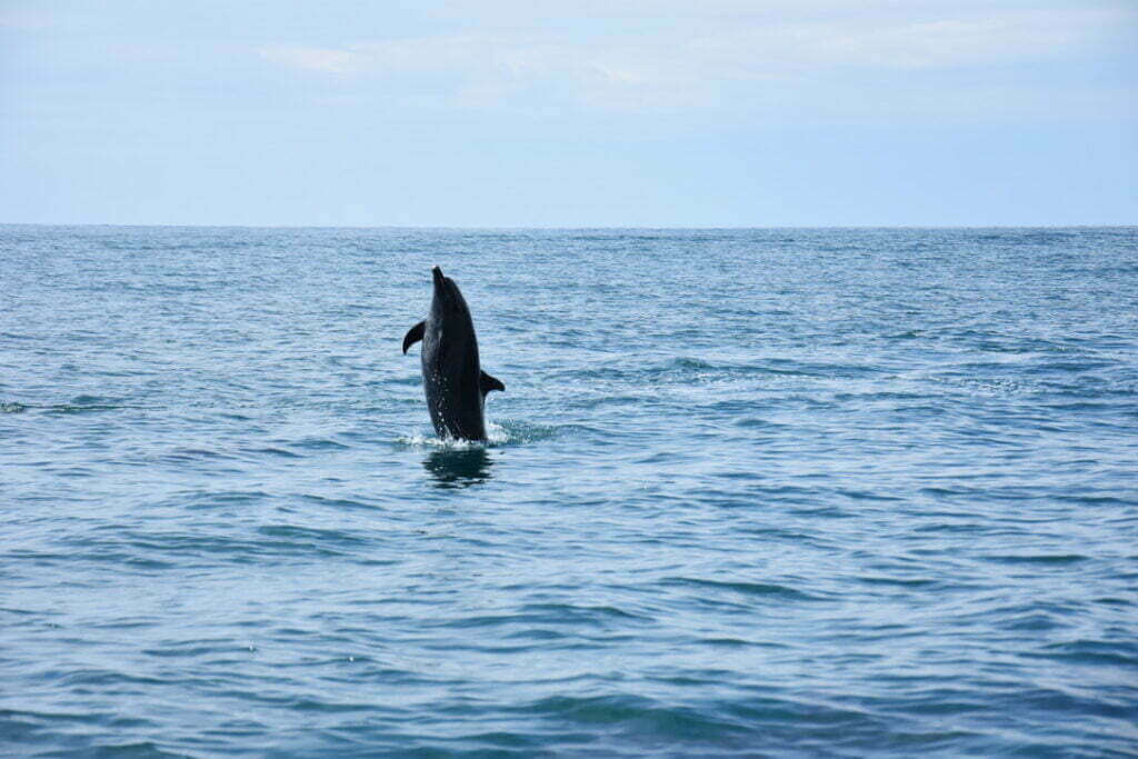 Dolfijnen spotten in Uvita