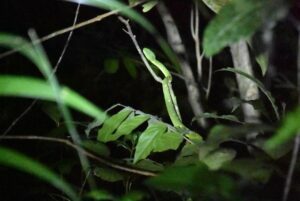 Groene adder gespot tijdens de nachttour in Monteverde