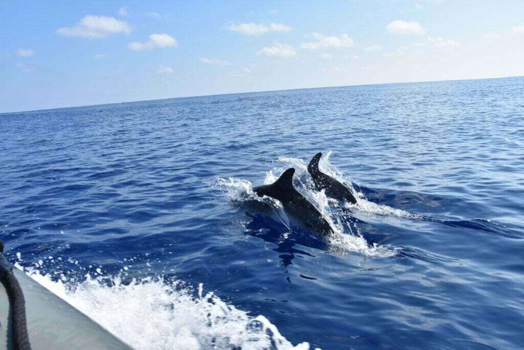 Dolfijnen Espaco Talassa Pico