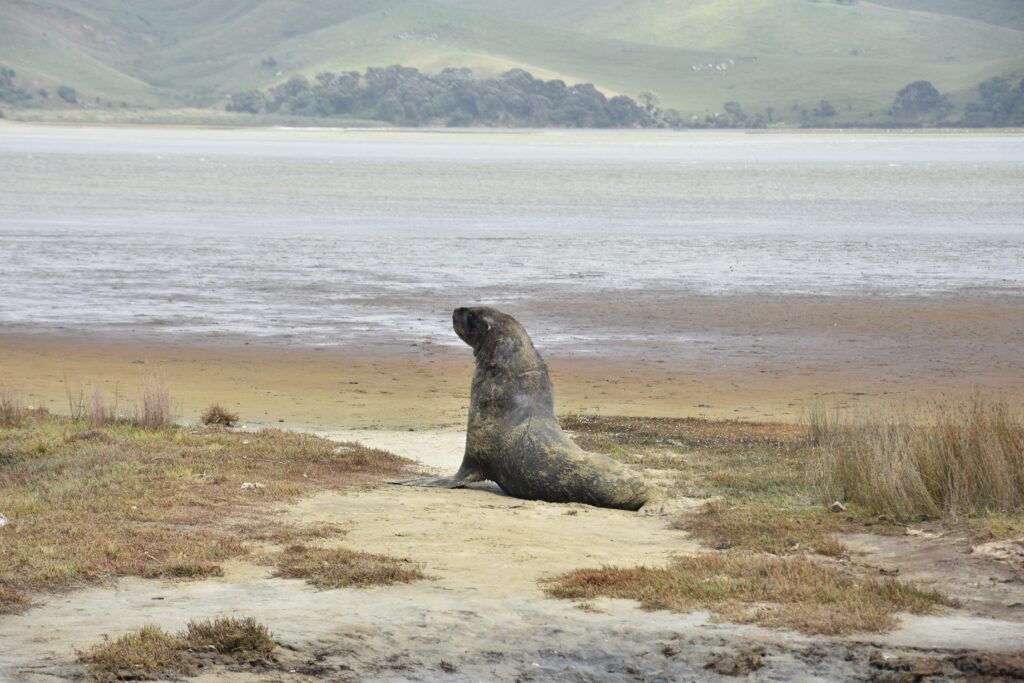Sea lion Otago peninsula