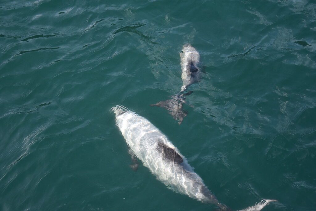Hector's dolphins